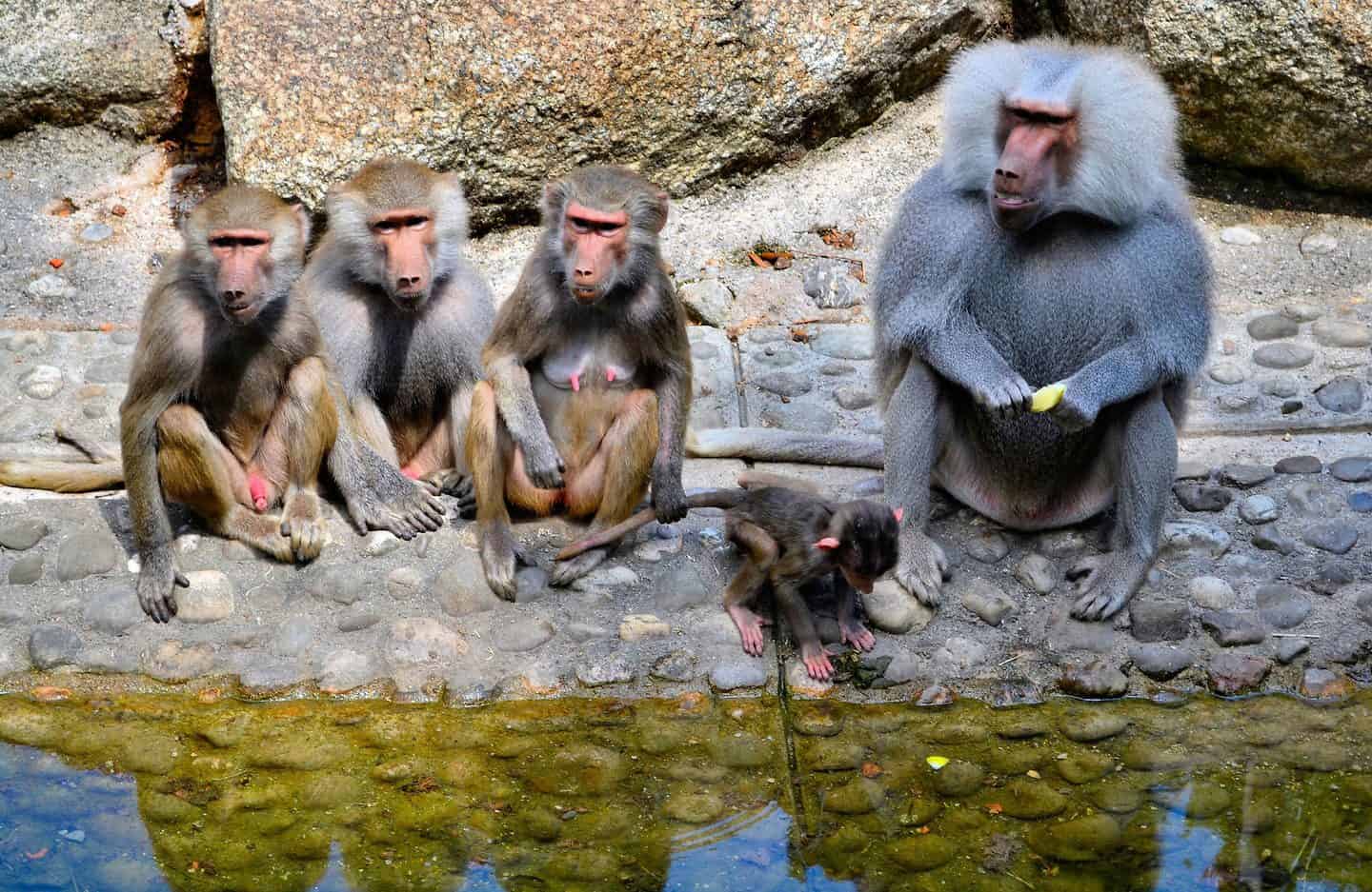 القرود في حديقة هيلابرون ميونخ 