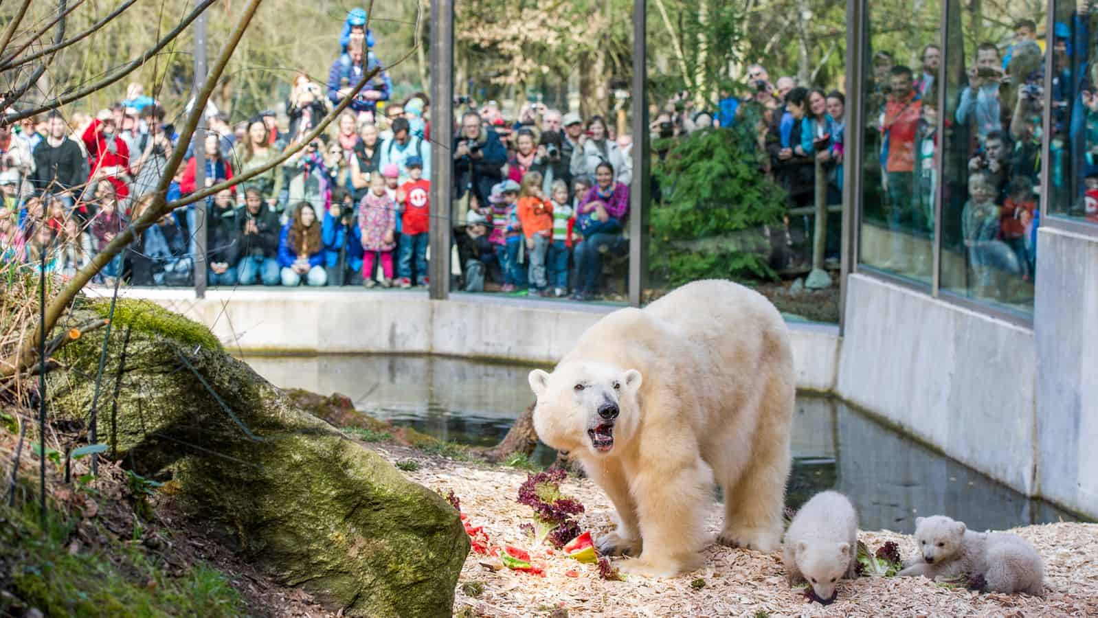 حديقة الحيوانات هيلابرون ميونخ المانيا