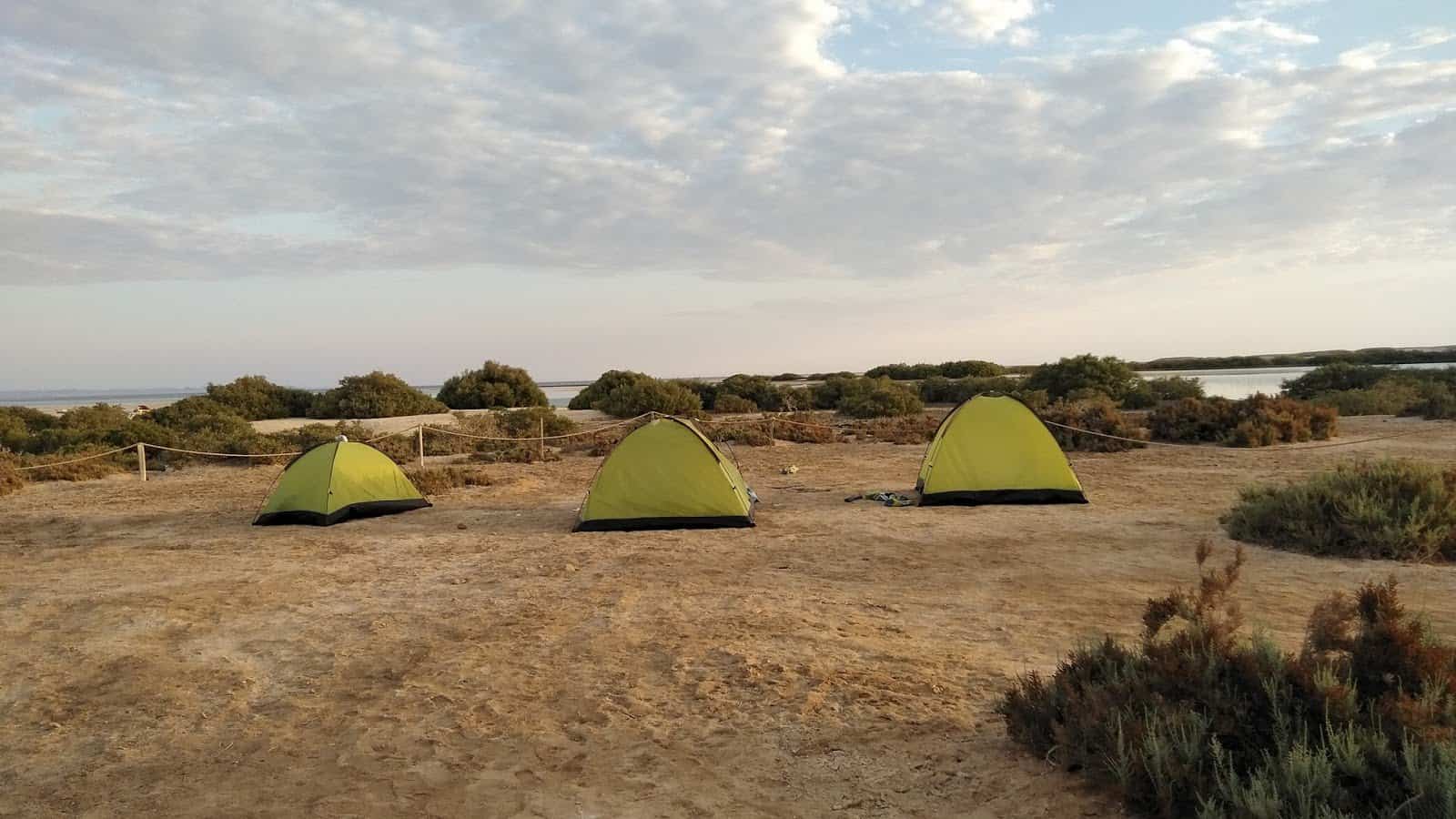 الغطاء النباتي المميز في محمية وادي الجمال: