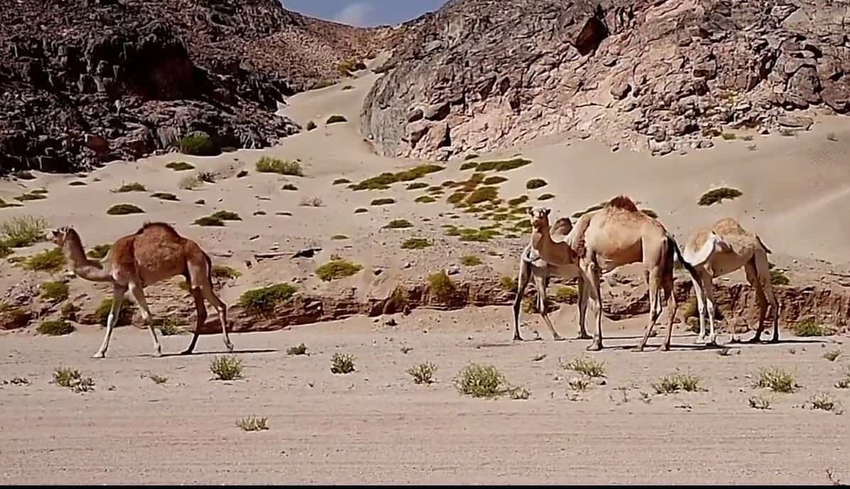  محمية وادي الجمال مرسى علم