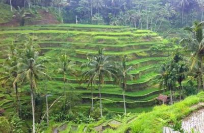 افضل 6 انشطة في مزارع الشاي تشيبودي باندونق اندونيسيا