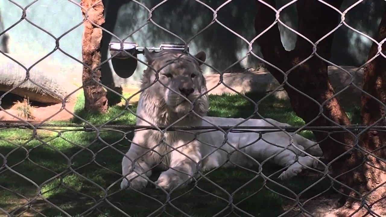 منتزه بروكسيت بارك