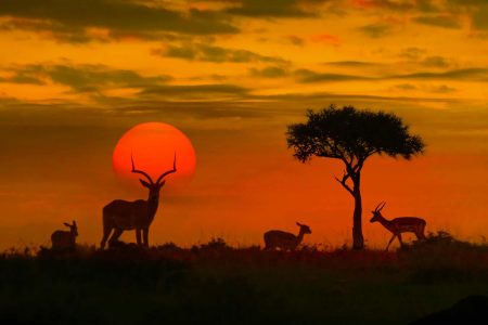 تقرير مصور عن متنزه كروغر الوطني افريقيا