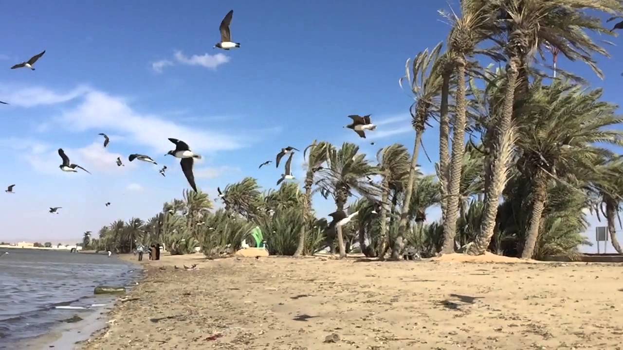 شواطئ السعودية