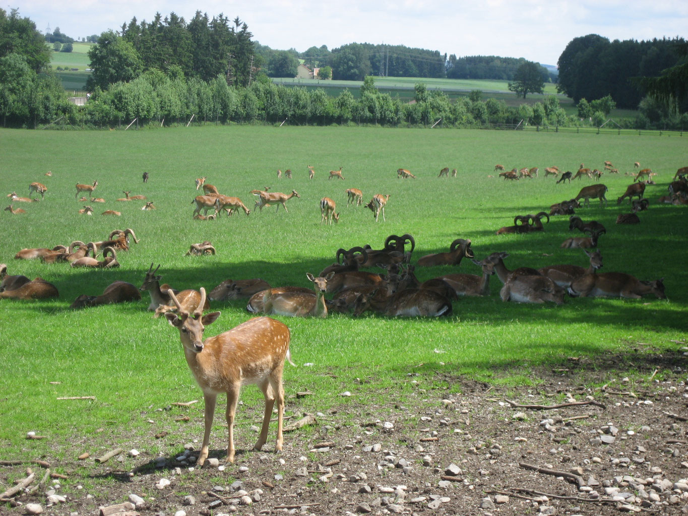 حديقة حيوانات Wildpark Poing في المانيا
