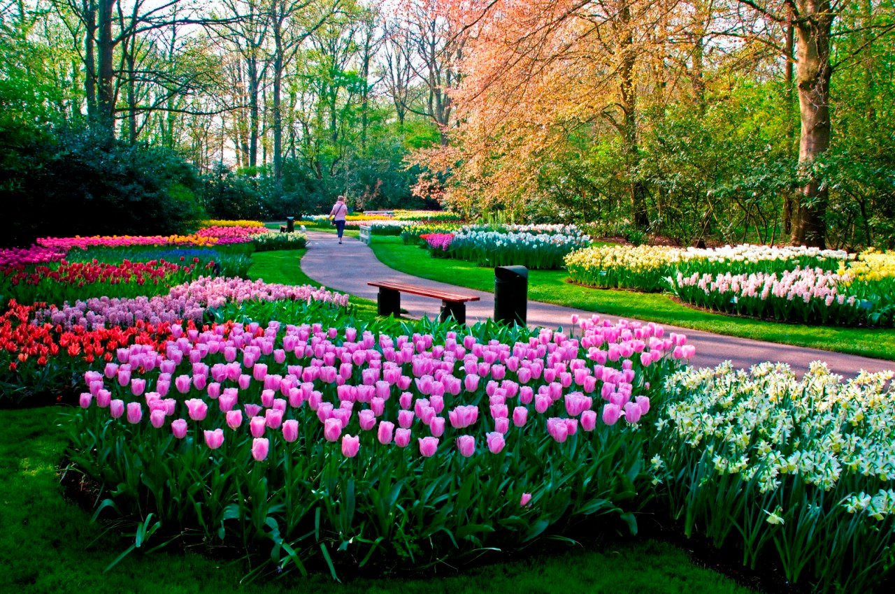 حديقة كيوكينهوف هولندا