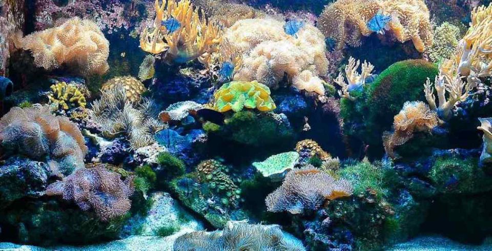 عالم ما تحت الماء لانكاوي 