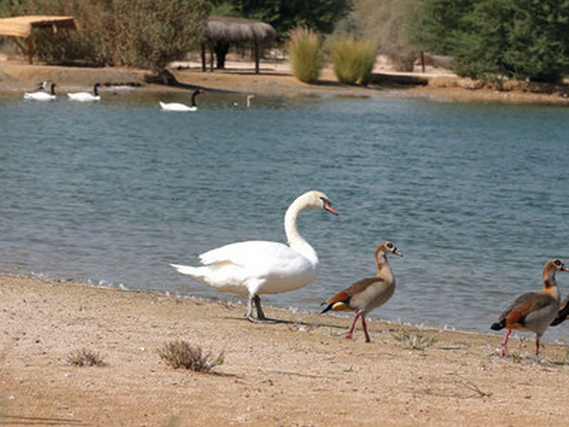 بحيرة القدرة دبي