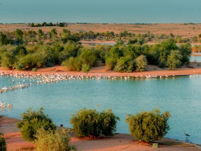 محمية رأس الخور للحياة البرية، دبي