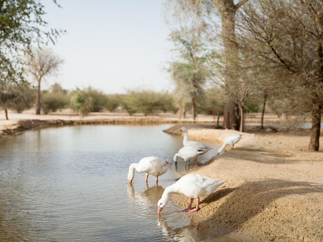 بحيرة البط دبي