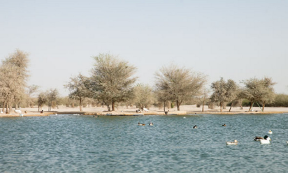 بحيرة البط دبي