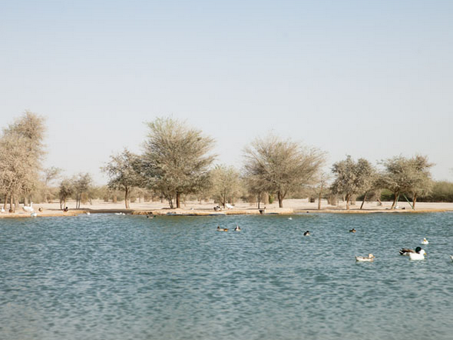 بحيرة البط في حتا