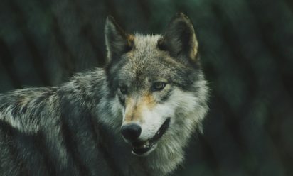 إلى خبراء البر ، ماهي أماكن تواجد الذئاب في السعودية