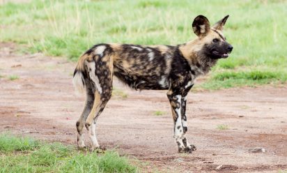 إستفسارات عن الصيد البري في افريقيا