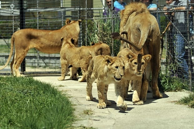 الحيوانات في حديقة الحيوان باسطنبول